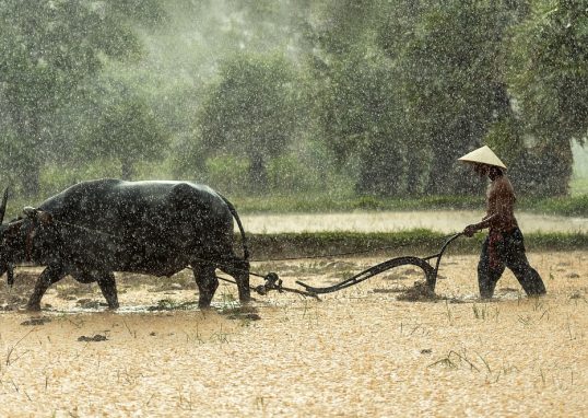 buffalo, farmer, cultivating