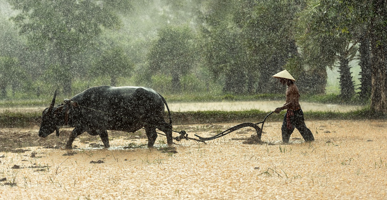 buffalo, farmer, cultivating