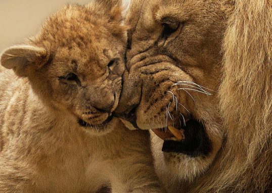 Adult Lion Playing With Lion Cub