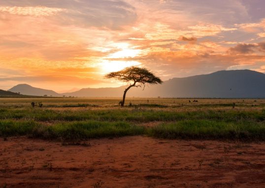 tree between green land during golden hour