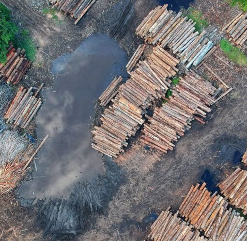 découvrez l'impact de la déforestation sur notre planète. analyse des causes, des conséquences écologiques et des solutions pour préserver nos forêts et lutter contre le changement climatique.