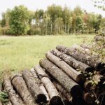 découvrez l'impact de la déforestation sur notre planète. explorez les causes, les conséquences environnementales et les solutions pour préserver nos forêts et la biodiversité.