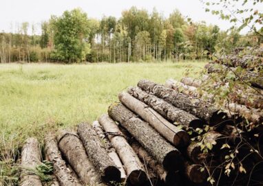 découvrez l'impact de la déforestation sur notre planète. explorez les causes, les conséquences environnementales et les solutions pour préserver nos forêts et la biodiversité.