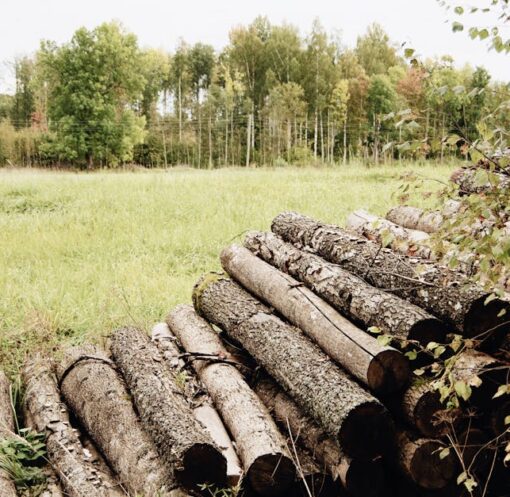 découvrez l'impact de la déforestation sur notre planète. explorez les causes, les conséquences environnementales et les solutions pour préserver nos forêts et la biodiversité.