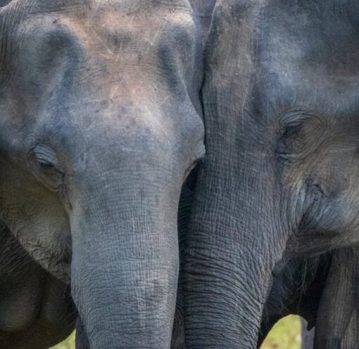 découvrez le monde fascinant des éléphants, ces majestueuses créatures terrestres. apprenez-en davantage sur leur comportement, leur habitat et leur rôle dans l'écosystème. plongez dans l'univers de ces animaux emblématiques et leur importance pour la biodiversité.