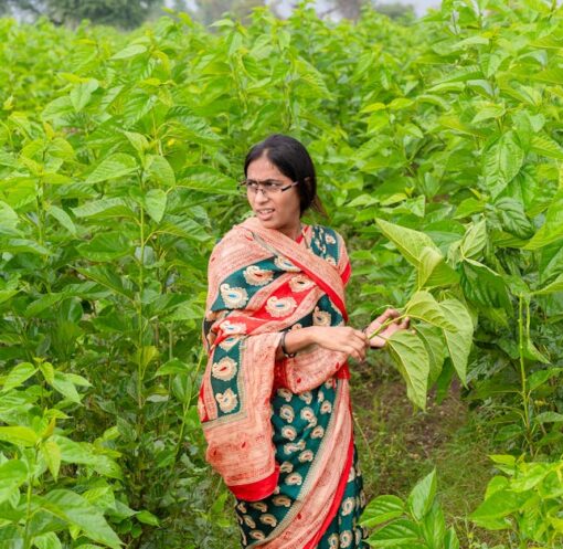 découvrez comment la révolution verte transforme l'agriculture moderne en introduisant des techniques durables, des cultures à haut rendement et des innovations technologiques pour nourrir la planète tout en préservant l'environnement.