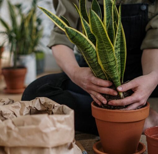 découvrez les joies du jardinage urbain : des conseils pratiques pour cultiver vos propres plantes, légumes et herbes en milieu urbain, tout en optimisant l'espace et en embrassant une vie écoresponsable.
