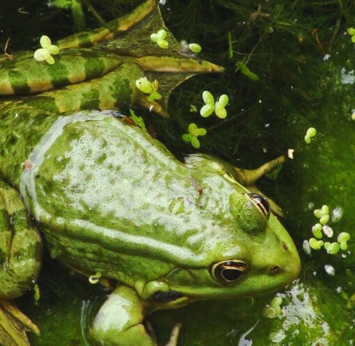 découvrez l'importance de la conservation des zones humides, essentiels pour la biodiversité, la régulation de l'eau et la lutte contre le changement climatique. apprenez comment protéger ces écosystèmes fragiles pour le bien de notre planète et des générations futures.